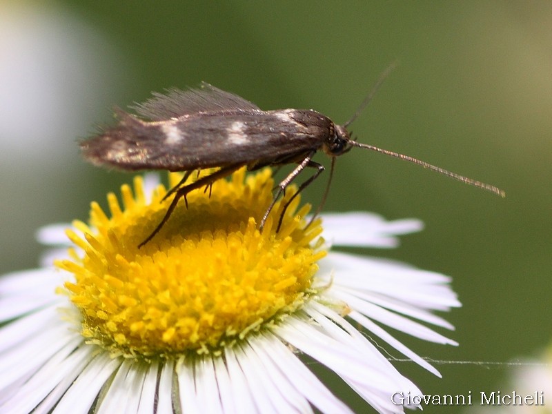 Scythris scopolella Scythrididae